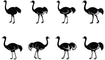 Fototapeta premium Ostrich vector shilhouette bundle. Ostrich set