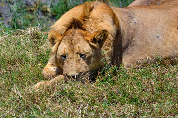 View of the Ngorongoro Crater National Park