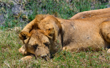 View of the Ngorongoro Crater National Park