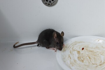 Grey rat and dirty plate in sink. Pest control