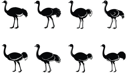 Ostrich vector shilhouette bundle.  Ostrich set