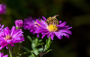 Obraz premium bee collecting pollen on a pink Bushy aster Symphyotrichum dumosus blossom