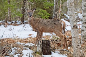 White tailed deer (odocoileus virginianus) standing in forest on a cloudy spring day, Porkkala, Kirkkonummi Finland.