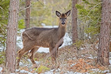 White tailed deer (odocoileus virginianus) standing in forest on a cloudy spring day, Porkkala, Kirkkonummi Finland.