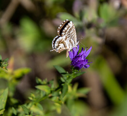 geranium bronze butterfly cacyreus marshalli with closed wings on a bushy aster dumosus blossom