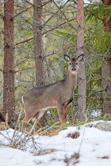 White tailed deer (odocoileus virginianus) standing in forest on a cloudy spring day, Porkkala, Kirkkonummi Finland.