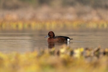 Brown Duck Swimming in a Calm Lake