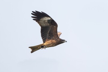 Majestic Eagle in Flight