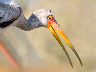 Portrait of a Yellow-billed Stork. Mycteria ibis, Bioparc, Doué la Fontaine, Doué en Anjou, Maine...