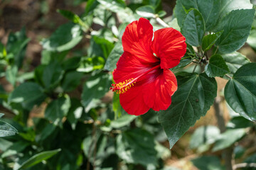Bright big flower of Chinese hibiscus (Hibiscus rosa-sinensis), China rose or Hawaiian hibiscus, growing in landscape garden. Blurred background. Selective focus. Nature concept for design.