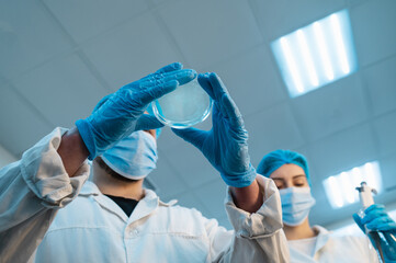 team of scientist researchers man and woman in protective gloves, masks, caps with petri dish and...
