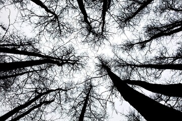 Looking upward at silhouette of leafless trees in forest on a overcast spring day, black and white, dramatic contrast.