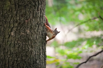 Eurasian red squirrel (Sciurus vulgaris) standing on a side of the tree and looking directly at you with green forest background, North Rhine-Westphalia, Germany