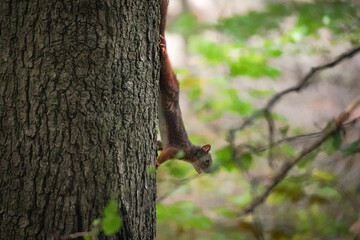 Portrait side view of Eurasian red squirrel (Sciurus vulgaris) on a tree looking away into the forest, North Rhine-Westphalia, Germany