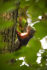 Close up of Eurasian red squirrel (Sciurus vulgaris) climbing up a tree through bright green leafs as a frame, North Rhine-Westphalia, Germany