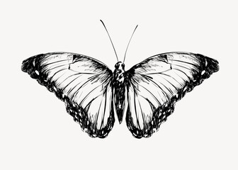 Blue Morpho butterfly animal illustration vector