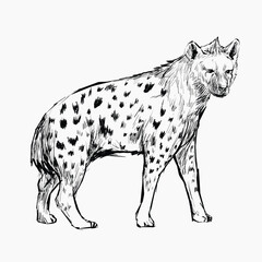 Hyena walking animal illustration vector