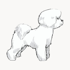 Bichon Frise dog animal illustration vector