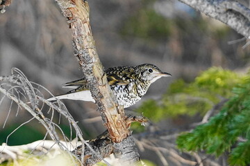 枝に止まるトラツグミ