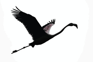 flamingo vector design, awesome flamingo ,high resolution printable flamingo artwork and Flamingo silhouette vector illustration Flamingo silhouette vector Silhouette Art & Illustration