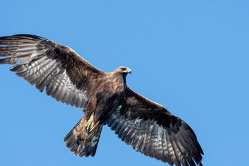 Aquila reale
