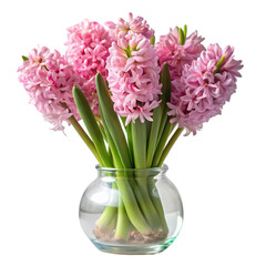 Pink Hyacinth Bouquet in Glass Vase isolated on transparent background