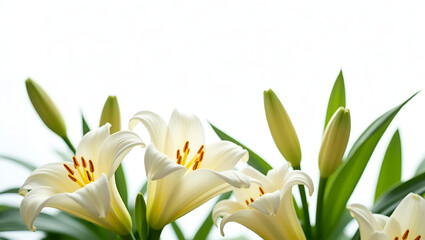 Fototapeta premium Elegant White Lilies in Full Bloom – High-Resolution Floral Photography.