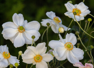 white anemone blossoms in the garden with blurred background 