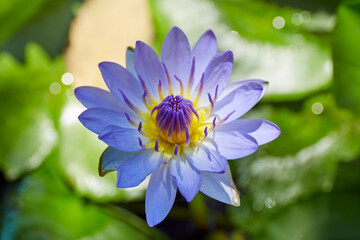 Blue lotus flower on water surface, Nymphaea caerulea water lily flower