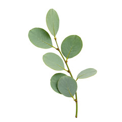 A close-up image of a branch with five green leaves, each with a slightly serrated edge and a smooth surface.