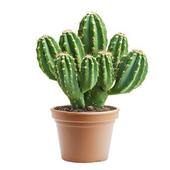 cactus isolated on transparent png