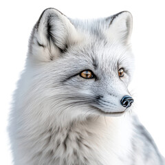 arctic fox portrait isolated on transparent png