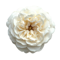 white garden rose isolated on transparent png