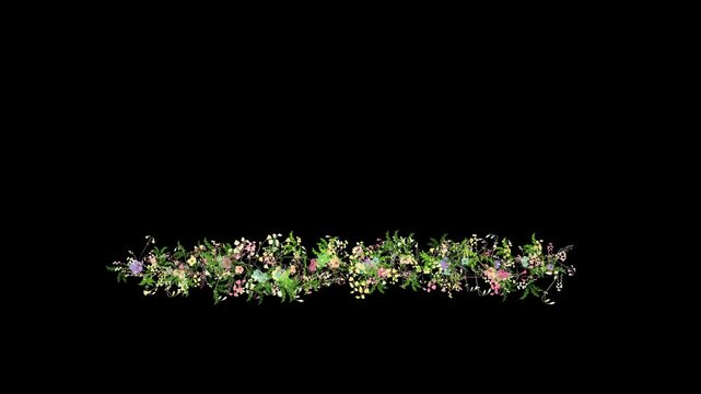Wild flowers growing floral line, rustic, botanical frame, lower thirds animation isolated on black background with alpha matte.