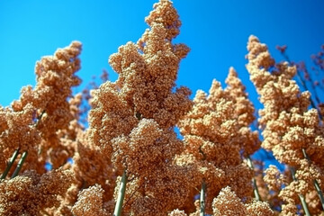 Fototapeta premium Tall stalks of golden grain stand vibrant against the clear blue sky, marking the peak of harvest season in a serene rural field. Generative AI
