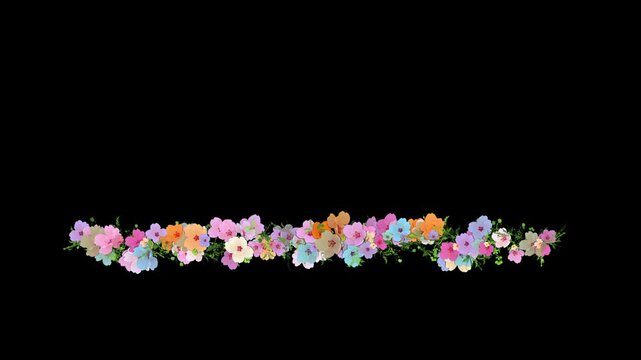 Colorful summer flowers growing floral line, rustic ornament, botanical frame, lower thirds animation isolated on black background with alpha matte.