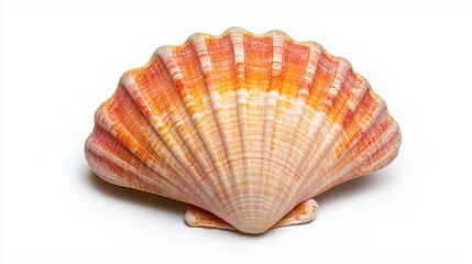 Obraz premium Vibrant Orange And White Seashell Close Up On White Background