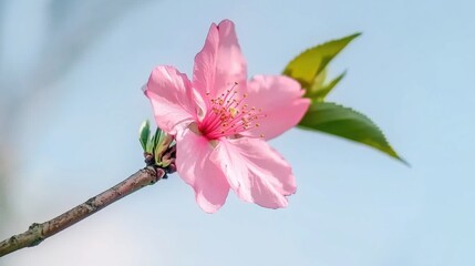 Obraz premium Delicate Pink Blossom on a Branch Against a Soft Blue Sky with Gentle Natural Light 