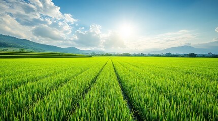 Obraz premium Rows of vibrant green rice plants flourish in the paddy field, basking under the warm sunlight. Soft clouds drift across a clear sky, while distant mountains frame the view, creating tranquility