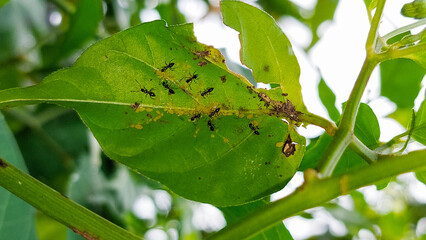 Black ants with their brood on a foliage of a tree.