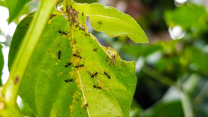 A group of black ants with eggs residing on a tree leaf.