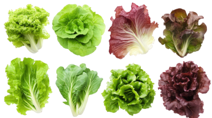 a variety of lettuce types arranged in two rows. highlighting their different colors and textures this visual emphasizes the diversity of leafy greens. often used in salads and healthy dishes. appeali
