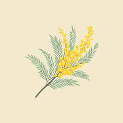 Hand drawn flat design mimosa illustration
