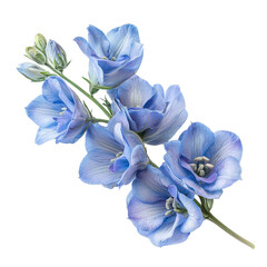 blue delphinium isolated on transparent png