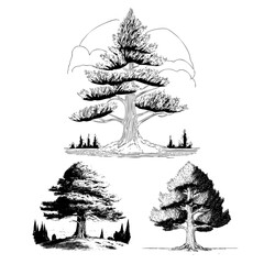 High detail tree sketch hand drawing on white background