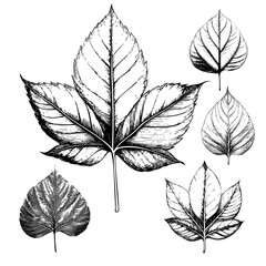 High detail leaf leaves sketch hand drawing