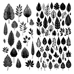 High detail leaf leaves sketch hand drawing collection