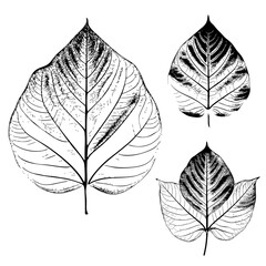 High detail leaf leaves sketch hand drawing