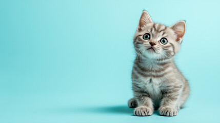 Obraz premium Cute kitten with striped fur sits against a light blue background looking curiously upward