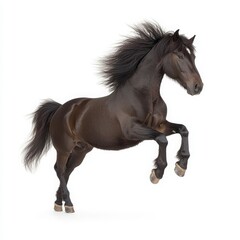Obraz premium Majestic Black Horse in Dynamic Rearing Pose Against White Background